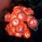 2PCS 20 LED Rose Flower Lights String Fairy Wedding Christmas Party Garden Decor